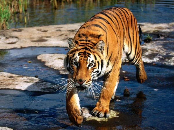 Indian Tiger Tour